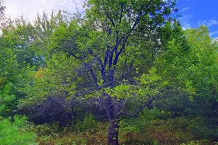 15 Jackson Hole, Carthage, ME 04224 - Photo 64