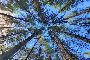 449 Holley Rd, Farmington, ME 04938 - Photo 106