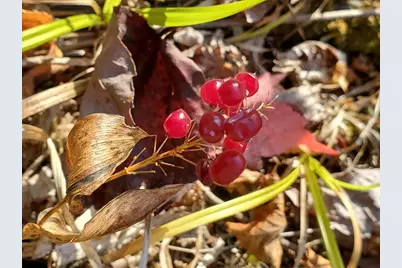 91 Greenleaf Brook Road, Amity, ME 04730 - Photo 62
