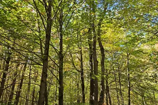 0 Canton Mountain Rd, Canton, ME 04221 - Photo 66