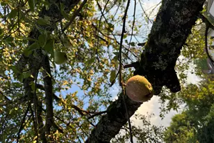 74 Maple St, North Berwick, ME 03906 - Photo 50