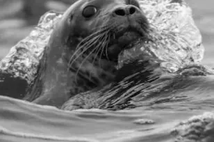 111 Rockweed Rd, West Bath, ME 04530 - Photo 64