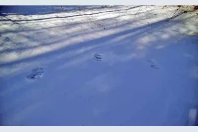 Lot 13 Denmark Road, Haynesville, ME 04497 - Photo 12