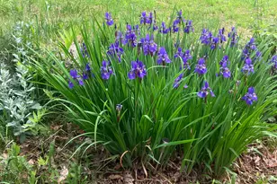 41 Rowe Brook Rd, Dedham, ME 04429 - Photo 48