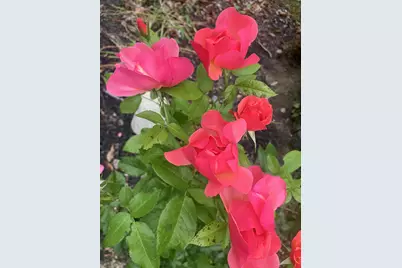 41 Rowe Brook Road, Dedham, ME 04429 - Photo 46