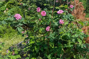 14 McNeil Rd, Sumner, ME 04292 - Photo 24