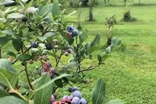 4 Abbi Ln, Scarborough, ME 04074 - Photo 20