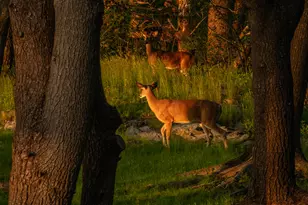 4 Ice House Point, York, ME 03909 - Photo 82