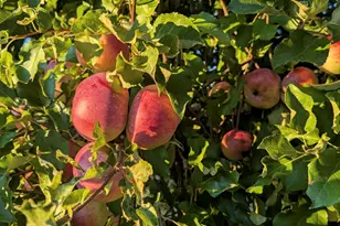 252 Ox Cove Rd, Pembroke, ME 04666 - Photo 24