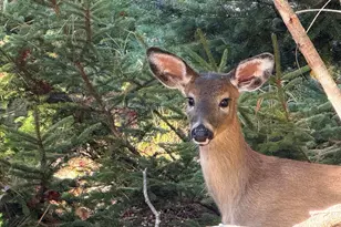 82 Falcon Ln, Lamoine, ME 04605 - Photo 80