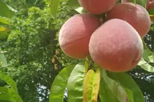 259 River Rd, Orrington, ME 04474 - Photo 56