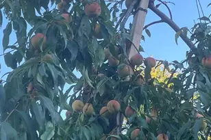 20 Tea Hill Rd, Stonington, ME 04681 - Photo 18