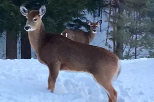 42 Dixfield Rd, Weld, ME 04285 - Photo 74