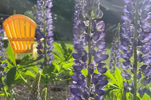 10 Hilltop Dr, Old Orchard Beach, ME 04064 - Photo 44