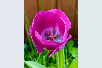 784 Essex Street, Bangor, ME 04401 - Photo 50