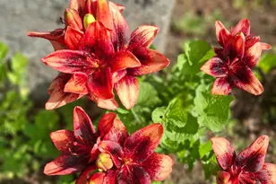 35 Deerfield Dr, Brunswick, ME 04011 - Photo 40