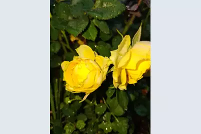 35 Deerfield Drive, Brunswick, ME 04011 - Photo 74