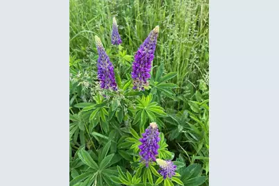 1 Miller Street, Belfast, ME 04915 - Photo 14