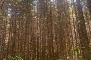 3741 Aroostook Rd, Winterville Plantation, ME 04739 - Photo 26