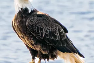 46 River Edge Dr, Woolwich, ME 04579 - Photo 186