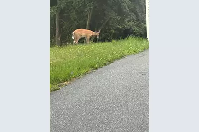 Lot 60 Tenan Lane, Cherryfield, ME 04622 - Photo 4