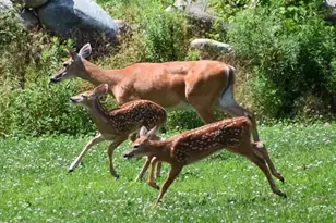 260 Nyes Corner Rd, Saint Albans, ME 04971 - Photo 40