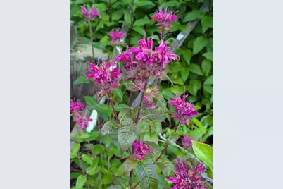 48 Pennell Avenue, Portland, ME 04103 - Photo 58