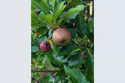 48 Pennell Avenue, Portland, ME 04103 - Photo 56