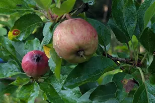 48 Pennell Ave, Portland, ME 04103 - Photo 56