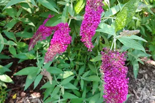 48 Pennell Ave, Portland, ME 04103 - Photo 48