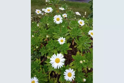 48 Pennell Avenue, Portland, ME 04103 - Photo 52