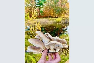 334 Johnson Road, Auburn, ME 04210 - Photo 50