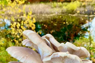 334 Johnson Rd, Auburn, ME 04210 - Photo 50