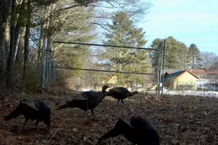 334 Johnson Rd, Auburn, ME 04210 - Photo 58