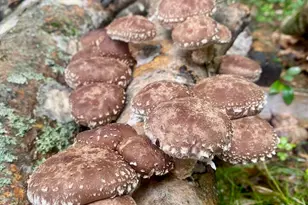 334 Johnson Rd, Auburn, ME 04210 - Photo 50