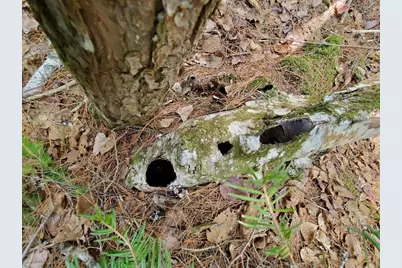 0 Cody Way, Lakeville, ME 04487 - Photo 24