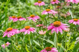 43 Darling Parke Dr, Bangor, ME 04401 - Photo 86