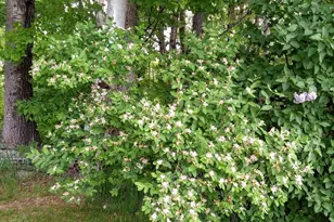 71 Upper-Charleston Rd, Charleston, ME 04422 - Photo 120