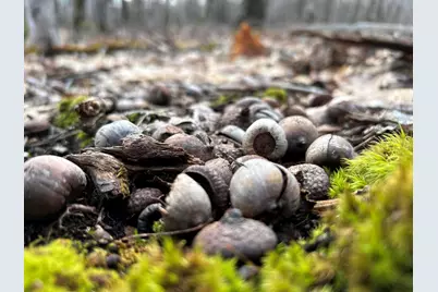 Map8Lot6 Cmp, Prospect, ME 04981 - Photo 4