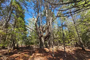 83 Willey District Rd, Harrington, ME 04643 - Photo 48