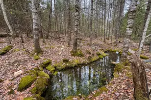 Lot 13 Fogg Brook Rd, Summit Twp, ME 04493 - Photo 6