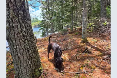 Off Northfield Road, Marshfield, ME 04654 - Photo 38