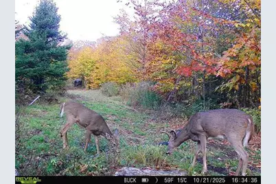 Map7Lot9 Wm Livermore Road, Fayette, ME 04349 - Photo 4