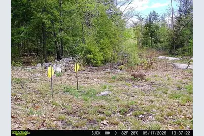 Map7Lot9 Wm Livermore Road, Fayette, ME 04349 - Photo 8