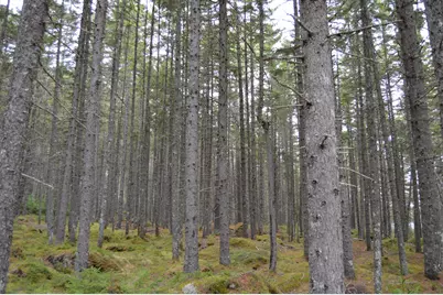M1 L12-10 Toothaker Island, Rangeley Plt,  04970 - Photo 42