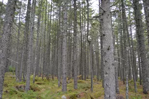M1 L12-10 Toothaker Island, Rangeley Plt,  04970 - Photo 42