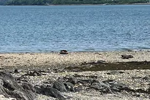 84 Stovers Point Rd, Harpswell, ME 04079 - Photo 22