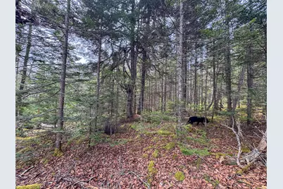 Lot 46 Yoho Head Road, Machiasport, ME 04655 - Photo 20