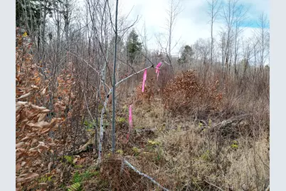 Lot 10 Moose Lane, Springfield, ME 04487 - Photo 1