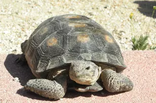 17047 S Sierrita Mountain Rd, Tucson, AZ 85736 - Photo 42